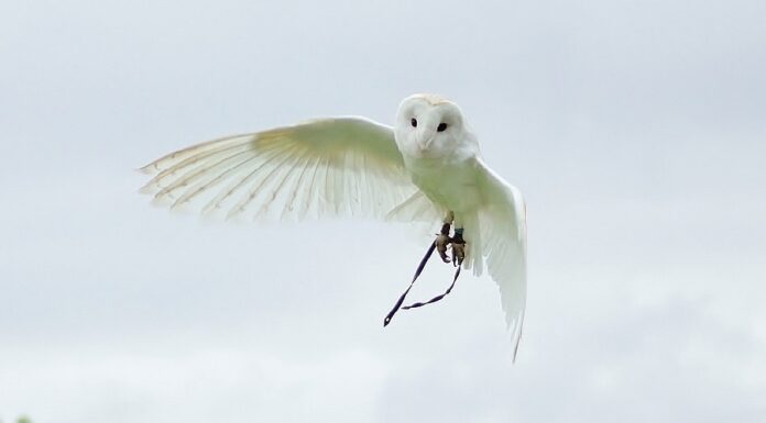 Descubra qual o significado de coruja branca voando Significado de coruja branca voando