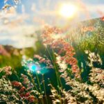 Equinócio de Primavera: Abertura de um Novo Ciclo de Bem-Estar