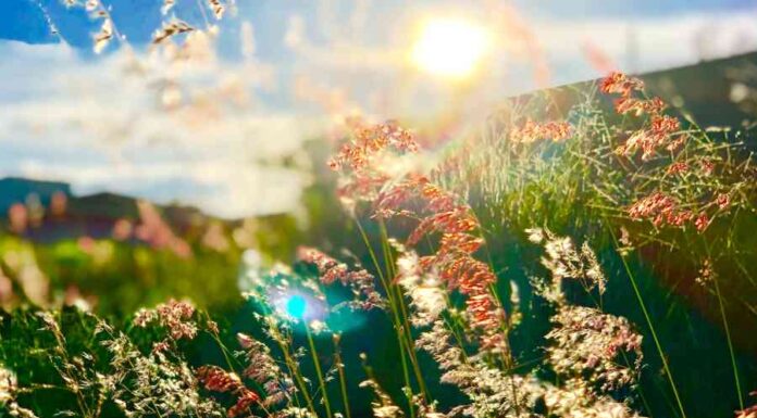 Equinócio de Primavera: Abertura de um Novo Ciclo de Bem-Estar