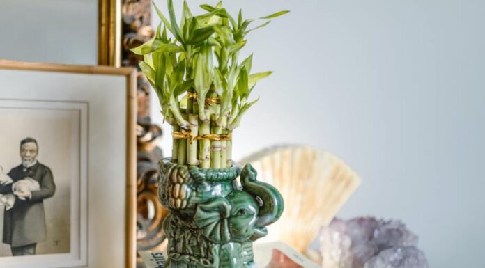 Feng Shui para 2024: prosperidade e harmonia no ano novo