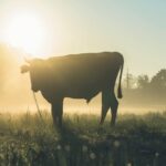 Sol em Touro: Momento de Consolidar