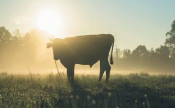 Sol em Touro: Momento de Consolidar