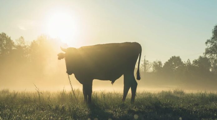 Sol em Touro: Momento de Consolidar