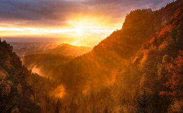 Dia de Proteção às Florestas: os signos e a Natureza Dia de proteção às florestas