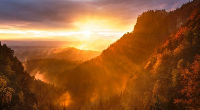 Dia de Proteção às Florestas: os signos e a Natureza Dia de proteção às florestas