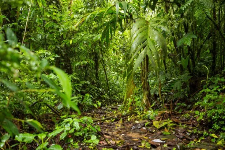 Caminho por meio de uma mata muito verde