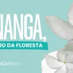 Sananga, o colírio da floresta: usos, efeitos e cuidados Sananga, o colírio da floresta + flores e imagem de colírio