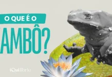 A medicina do kambô e o chamado da floresta para a purificação kambô