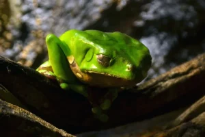 Imagem de um sapo verde